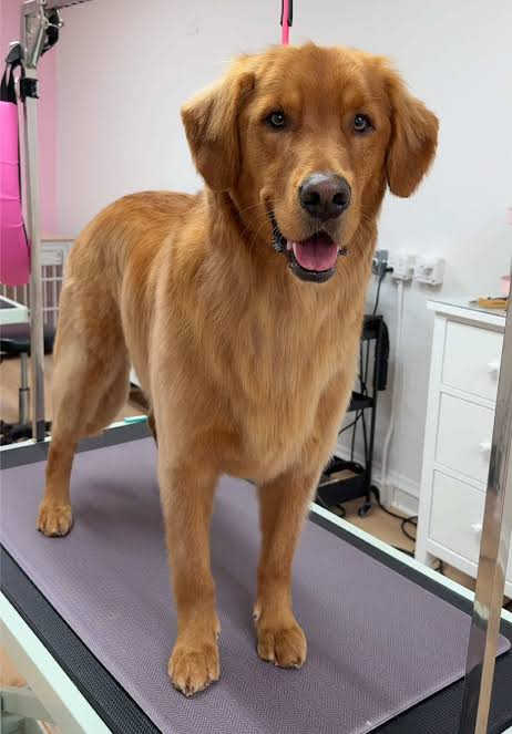 Golden Retriever standing on a professional grooming table