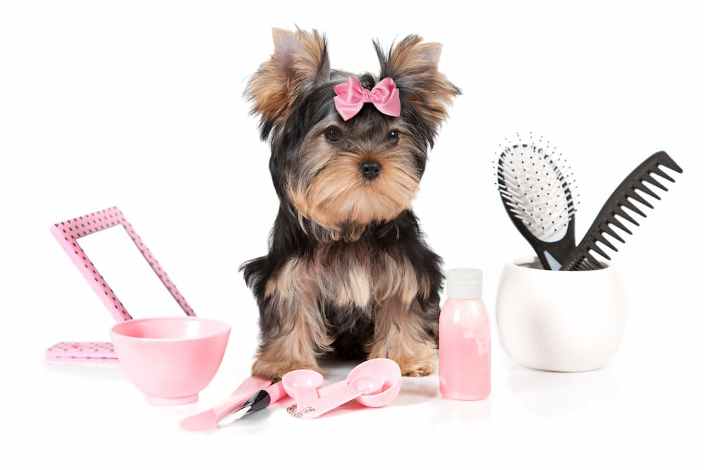 Groomed Yorkie with professional grooming tools
